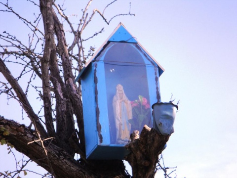 Mariakapel in een meidoorn, Foto, Kerk&beeld, kapellen in de Bavoparochie