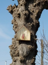 Mariakapelletje aan de knotlinde, foto Gevaert Louis, 2021