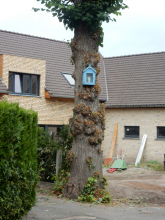 Het kapelletje in de boom, foto Gevaert Louis, 2017